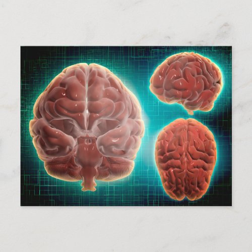 Conceptual Image Of Human Brain At Different Postcard