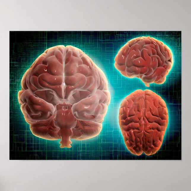 Conceptual Image Of Human Brain At Different Poster (Front)
