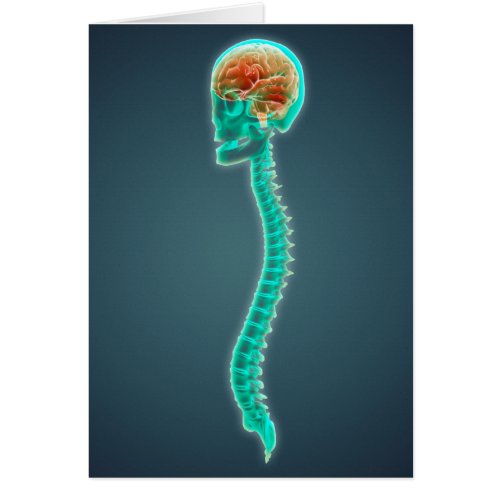 Conceptual Image Of Human Brain Skull And Spine