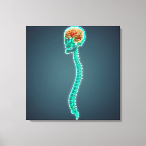 Conceptual Image Of Human Brain Skull And Spine Canvas Print