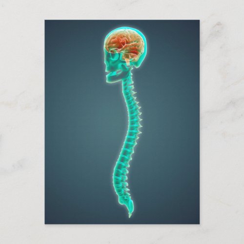 Conceptual Image Of Human Brain Skull And Spine Postcard