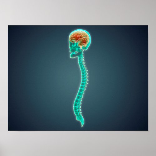 Conceptual Image Of Human Brain Skull And Spine Poster