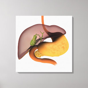 Conceptual Image Of Human Digestive System 1 Canvas Print