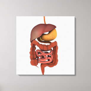 Conceptual Image Of Human Digestive System 2 Canvas Print