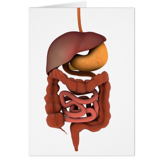 Conceptual Image Of Human Digestive System 2 Cards (Front)