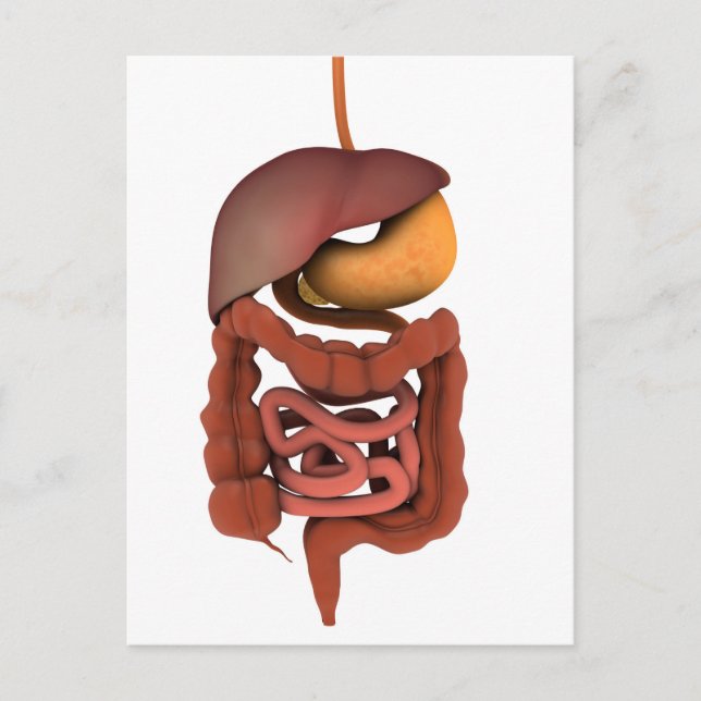 Conceptual Image Of Human Digestive System 2 Postcard (Front)