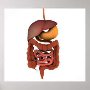 Conceptual Image Of Human Digestive System 2 Poster
