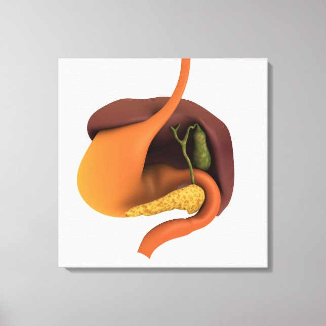 Conceptual Image Of Human Digestive System 4 Canvas Print (Front)