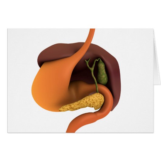 Conceptual Image Of Human Digestive System 4 Cards (Front Horizontal)
