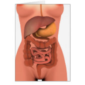 Conceptual Image Of Human Digestive System 5 (Front)
