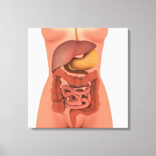 Conceptual Image Of Human Digestive System 5 Canvas Print