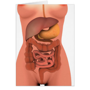 Conceptual Image Of Human Digestive System 5 Cards