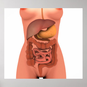 Conceptual Image Of Human Digestive System 5 Poster