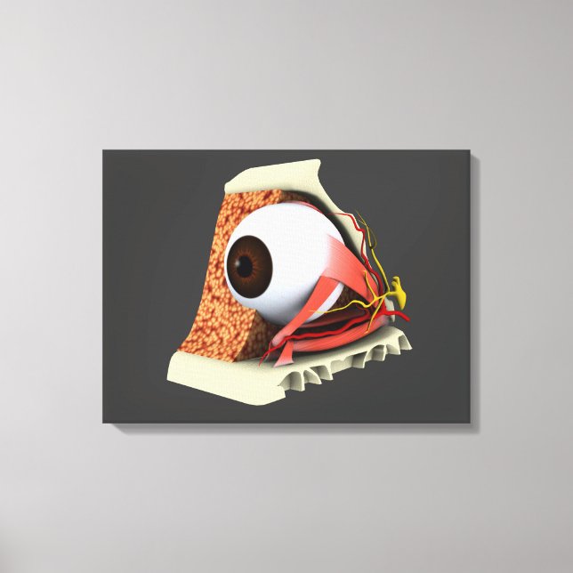 Conceptual Image Of Human Eye Anatomy 1 Canvas Print (Front)