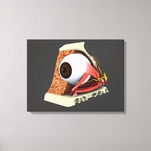 Conceptual Image Of Human Eye Anatomy 1 Canvas Print