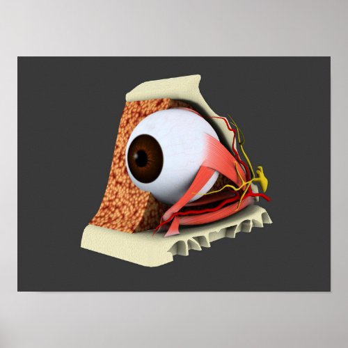 Conceptual Image Of Human Eye Anatomy 1 Poster