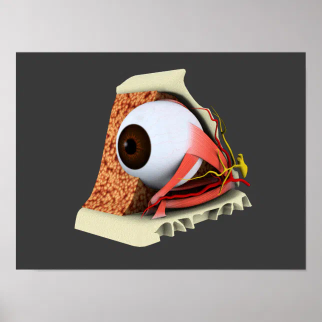 Conceptual Image Of Human Eye Anatomy 1 Poster | Zazzle