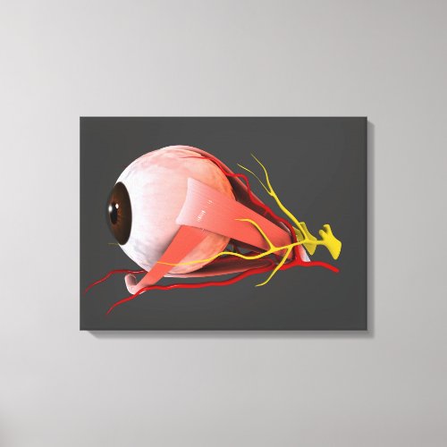 Conceptual Image Of Human Eye Anatomy 2 Canvas Print