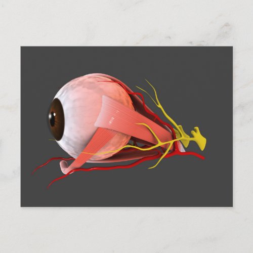 Conceptual Image Of Human Eye Anatomy 2 Postcard