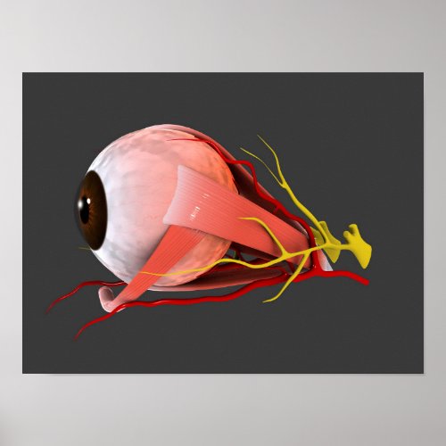 Conceptual Image Of Human Eye Anatomy 2 Poster