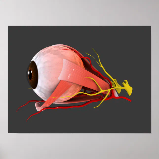 Conceptual Image Of Human Eye Anatomy 2 Poster | Zazzle