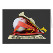 Conceptual Image Of Human Eye Anatomy 3 (Front Horizontal)