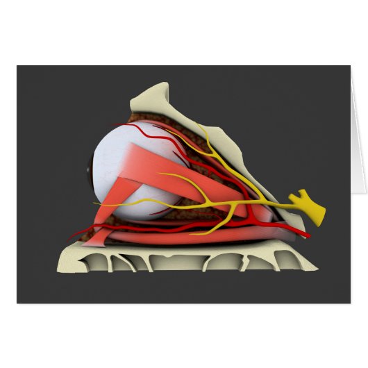 Conceptual Image Of Human Eye Anatomy 3 Cards (Front Horizontal)