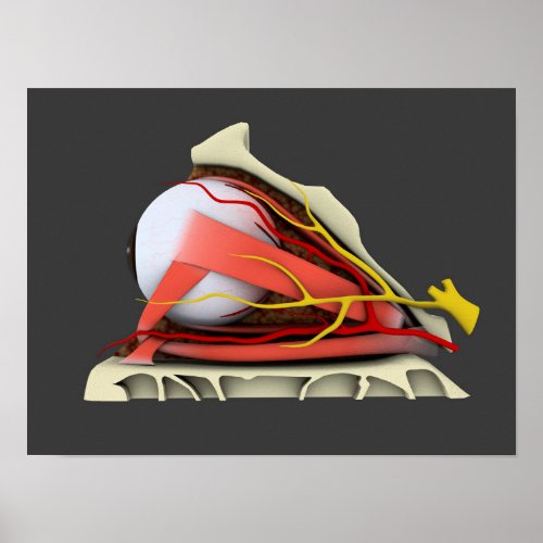 Conceptual Image Of Human Eye Anatomy 3 Poster