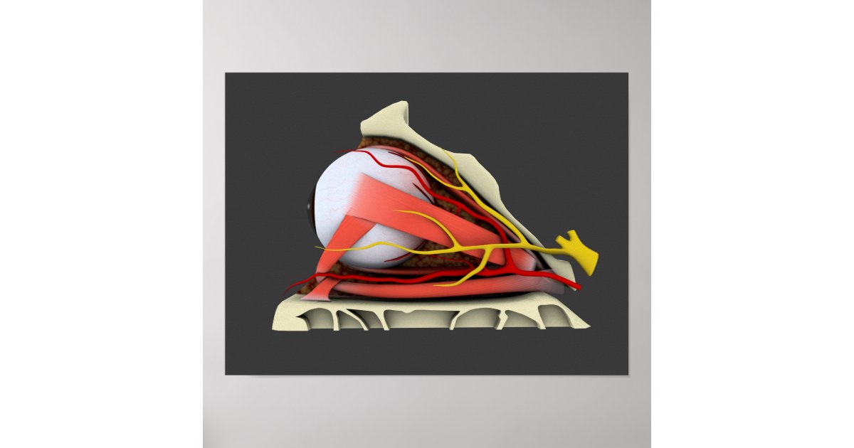 Conceptual Image Of Human Eye Anatomy 3 Poster | Zazzle