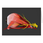 Conceptual Image Of Human Eye Anatomy 4 (Front Horizontal)