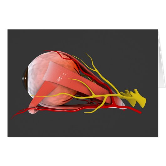 Conceptual Image Of Human Eye Anatomy 4 Cards (Front Horizontal)