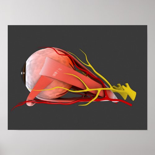 Conceptual Image Of Human Eye Anatomy 4 Poster