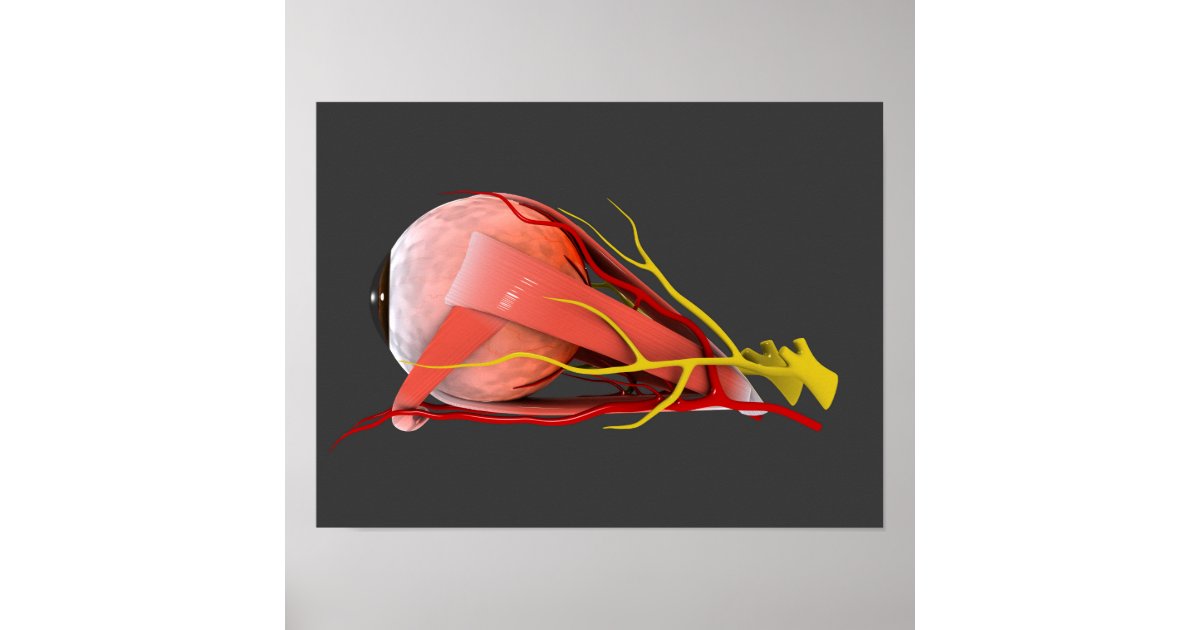 Conceptual Image Of Human Eye Anatomy 4 Poster | Zazzle