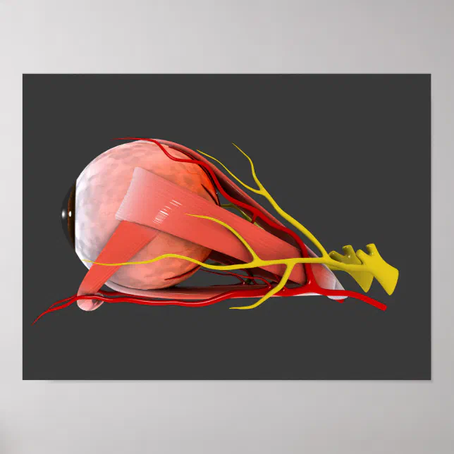 Conceptual Image Of Human Eye Anatomy 4 Poster | Zazzle