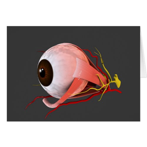 Conceptual Image Of Human Eye Anatomy 5