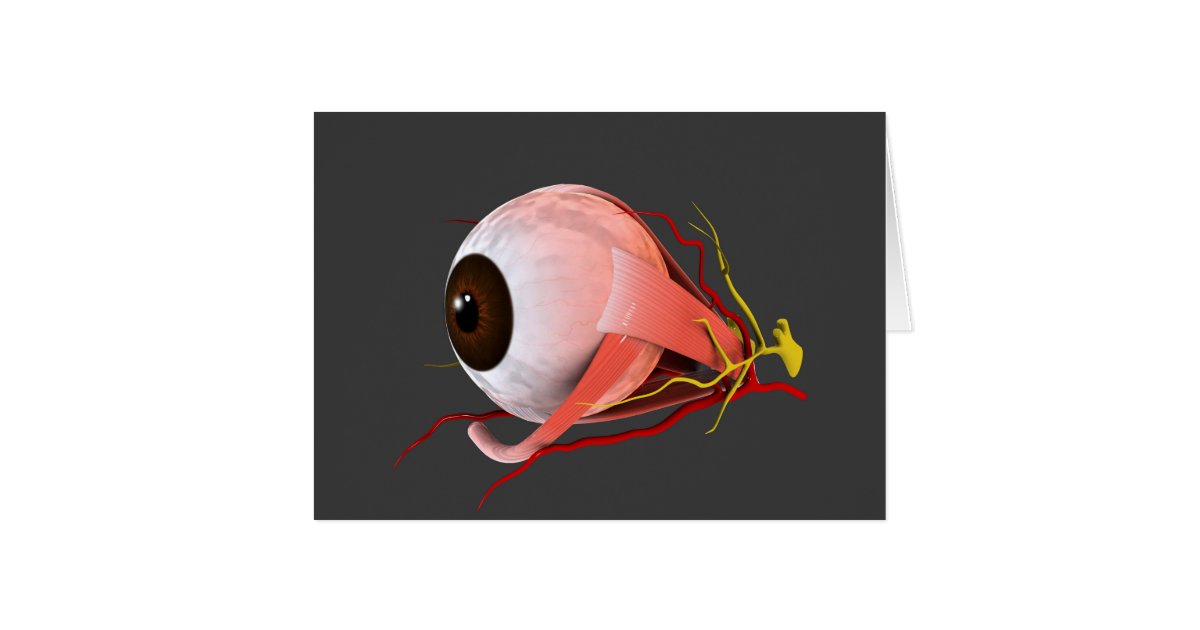 Conceptual Image Of Human Eye Anatomy 5 | Zazzle