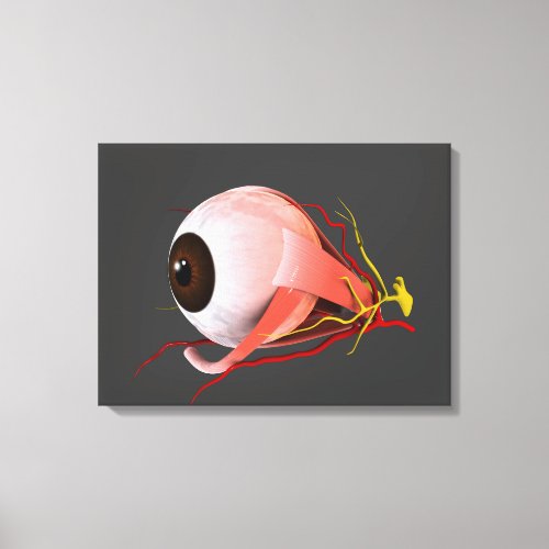 Conceptual Image Of Human Eye Anatomy 5 Canvas Print