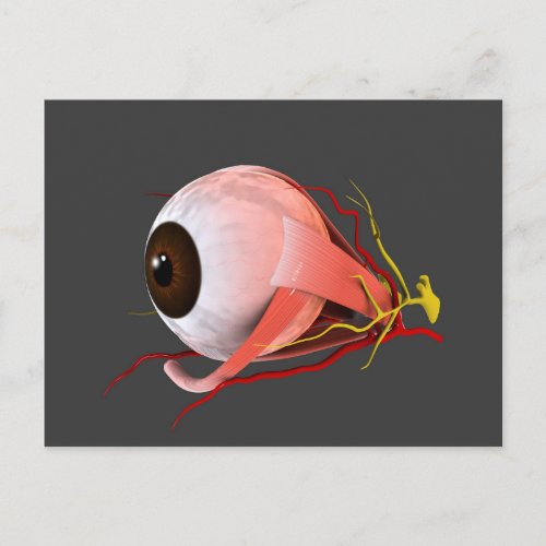 Conceptual Image Of Human Eye Anatomy 5 Postcard