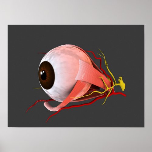 Conceptual Image Of Human Eye Anatomy 5 Poster