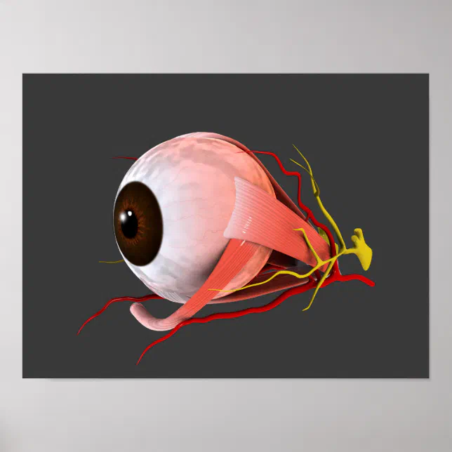 Conceptual Image Of Human Eye Anatomy 5 Poster | Zazzle