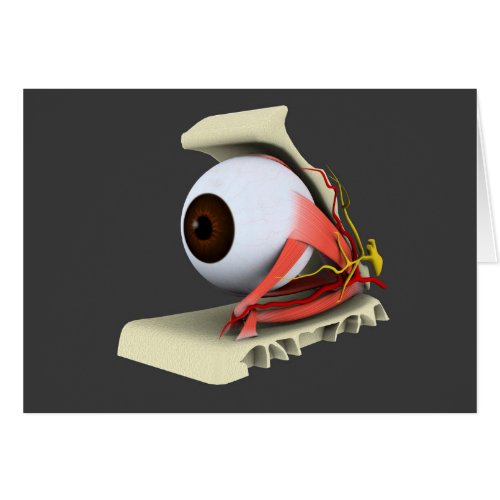 Conceptual Image Of Human Eye Anatomy 6