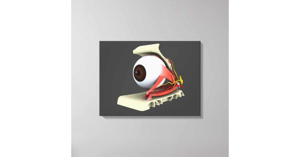 Conceptual Image Of Human Eye Anatomy 6 Canvas Print | Zazzle