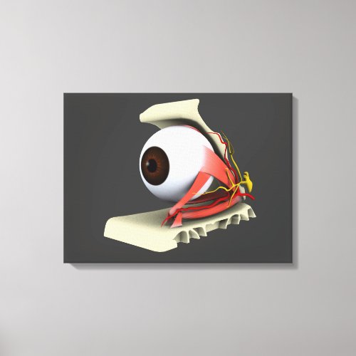 Conceptual Image Of Human Eye Anatomy 6 Canvas Print