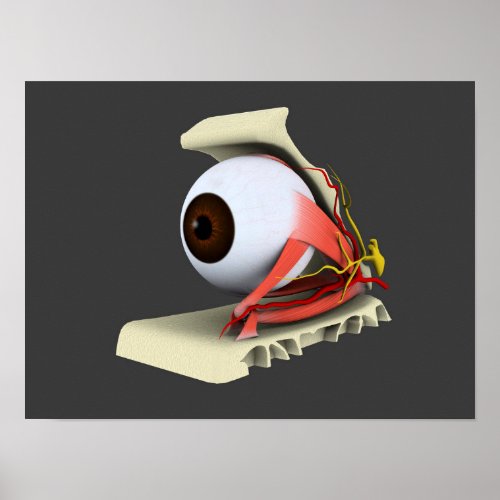Conceptual Image Of Human Eye Anatomy 6 Poster