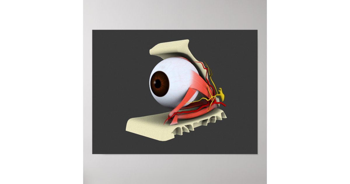 Conceptual Image Of Human Eye Anatomy 6 Poster | Zazzle
