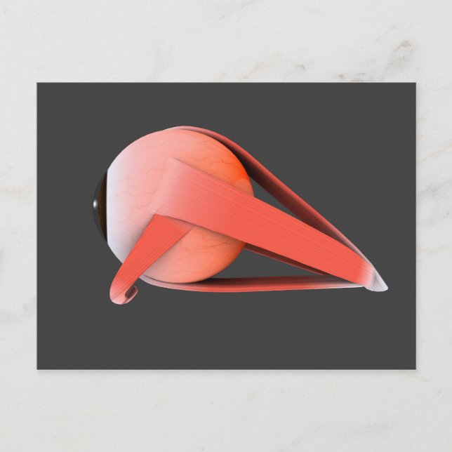 Conceptual Image Of Human Eye Anatomy 7 Postcard (Front)