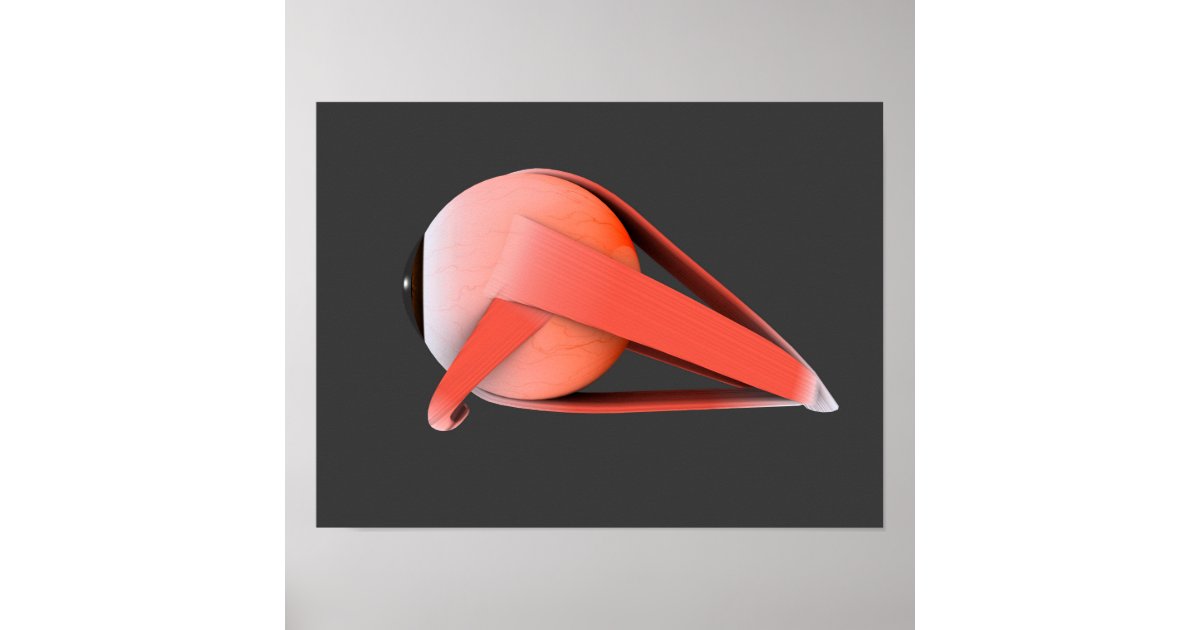 Conceptual Image Of Human Eye Anatomy 7 Poster | Zazzle