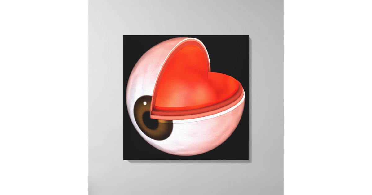 Conceptual Image Of Human Eye Anatomy 8 Canvas Print | Zazzle