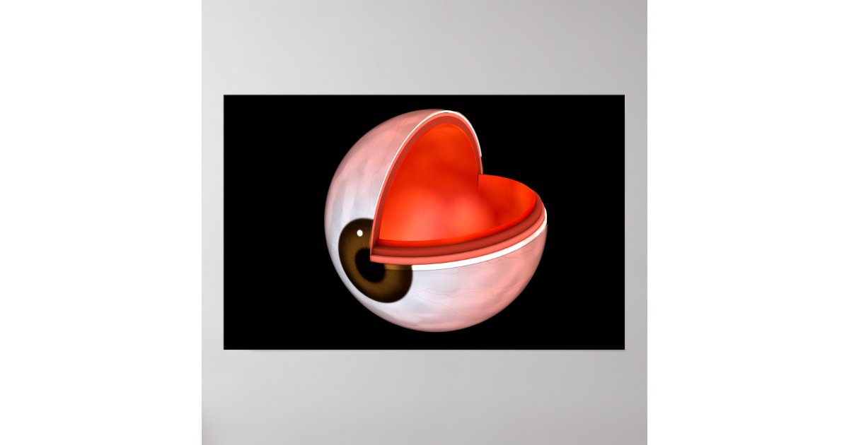 Conceptual Image Of Human Eye Anatomy 8 Poster | Zazzle