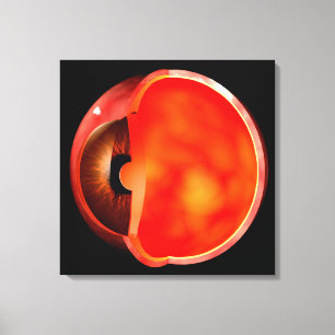 Conceptual Image Of Human Eye Cross Section 1 Canvas Print